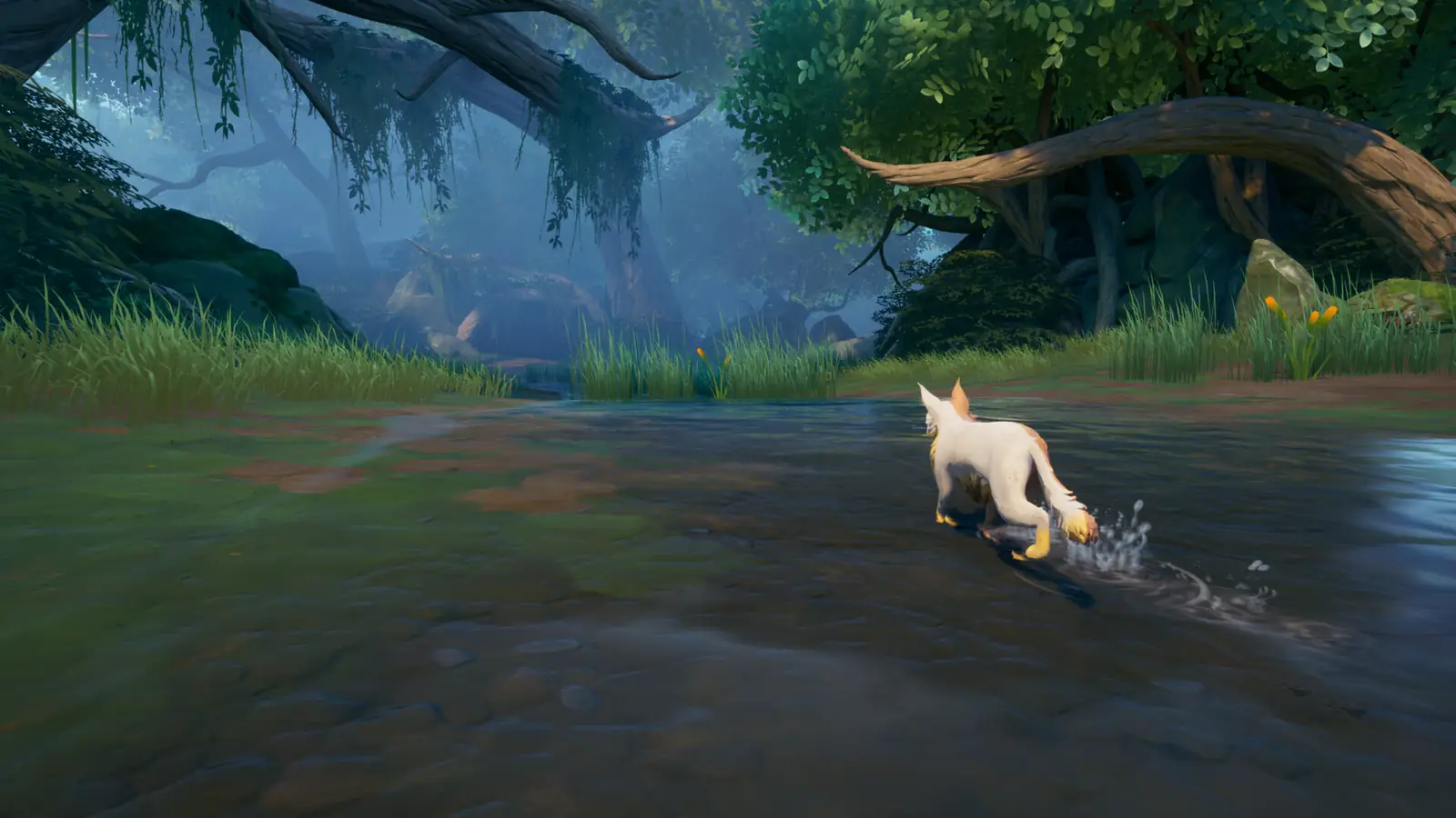 A cat moving low through a wetland stream
